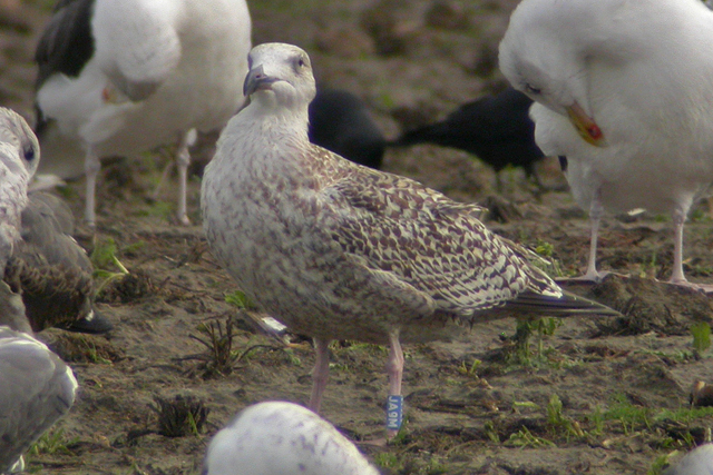 24 October 2006, Grote Mantelmeeuw, JA9M_Westkapelle
