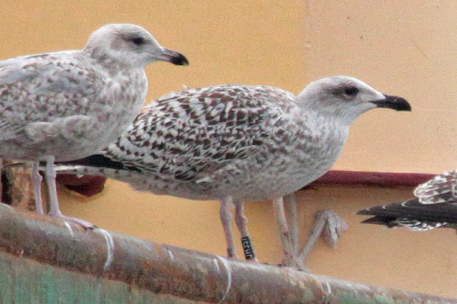11 September 2010, Grote Mantelmeeuw, JH357_Lauwersoog