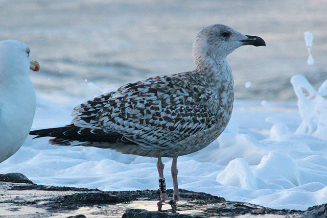 25 October 2010, Grote Mantelmeeuw, JH363_Westkapelle