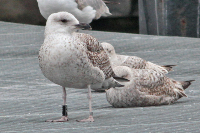 22 April 2012, Grote Mantelmeeuw, JH509_Lauwersoog