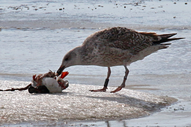 26 February 2018, Grote Mantelmeeuw, JK213_Kornwerderzand-IJsselmeerkant
