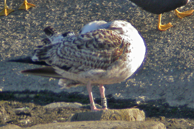 17 May 2007, Grote Mantelmeeuw, JK25_Uitwatering Katwijk