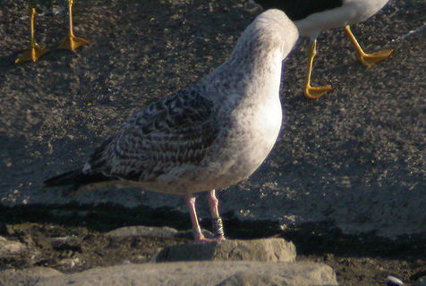 17 May 2007, Katwijk, Grote mantemeeuw_(JK25)