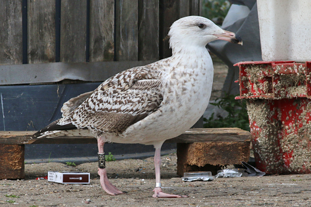 9 September 2018, Grote Mantelmeeuw, JK260_Lauwersoog-haven