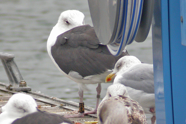 11 October 2009, Grote Mantelmeeuw, JM37_Oudeschild-Texel