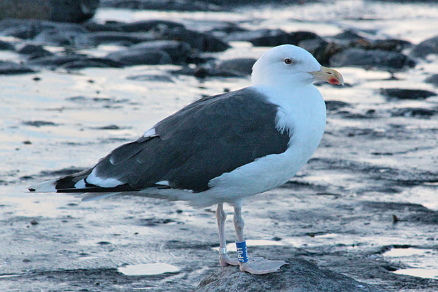 25 October 2010, Grote Mantelmeeuw, JP01_Westkapelle