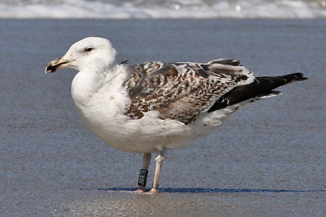 1 May 2018, Grote Mantelmeeuw, Terschelling_JWR76