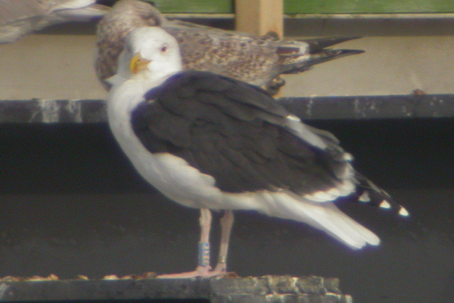 5 November 2006, Grote Mantelmeeuw, JZ1C_Eemshaven