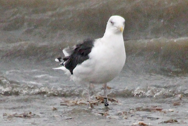 11 November 2019, Grote Mantelmeeuw, JZ69_Strand-NES-Ameland