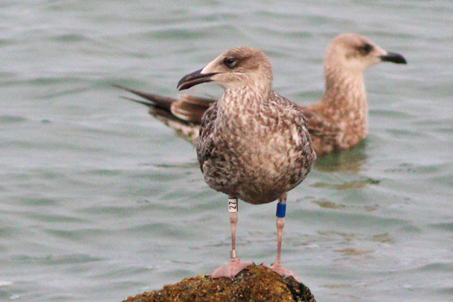 26 September 2023, Kleine Mantelmeeuw (27)-Blauw, Westkapelle-zeedijk