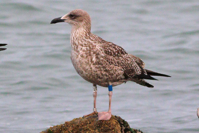 26 September 2023, Kleine Mantelmeeuw (27)-Blauw, Westkapelle-zeedijk_02