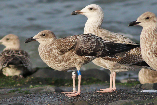 26 September 2023, Kleine Mantelmeeuw (27)-Blauw, Westkapelle-zeedijk_03