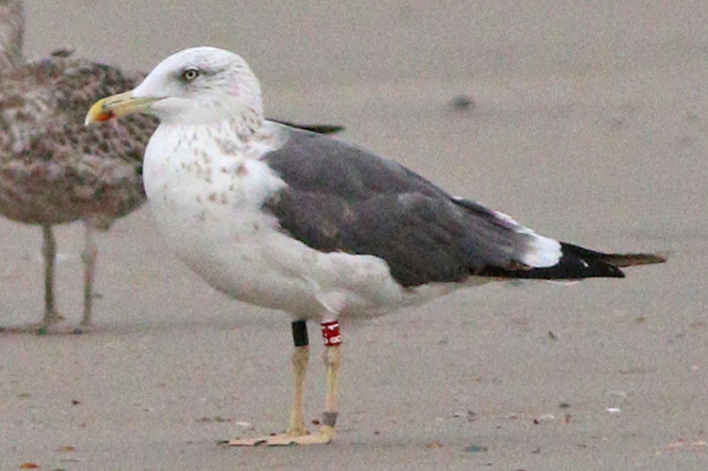 29 September 2023, Kleine Mantelmeeuw (81-Zwart), Westkapelle