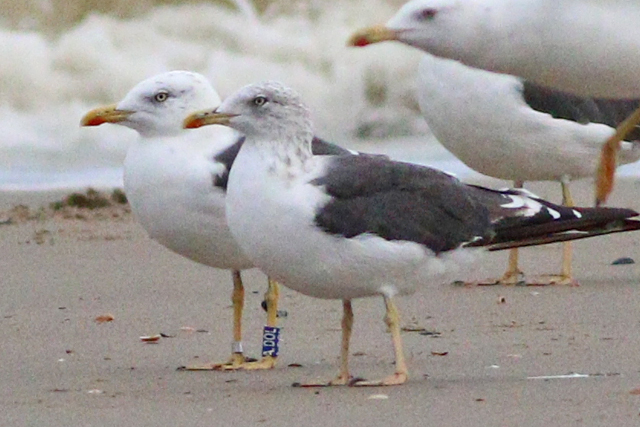 29 September 2023, Kleine Mantelmeeuw (ADOL), Westkapelle