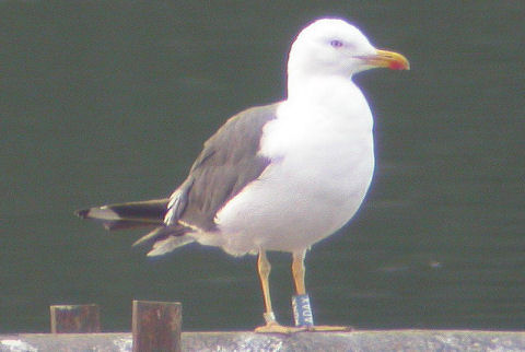 22 August 2004, Kleine Mantelmeeuw, ADAX_Zandgat Beilen