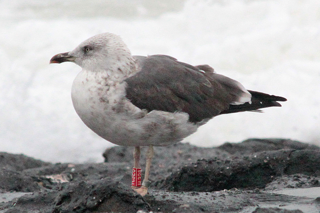 27 October 2010, Kleine Mantelmeeuw, H.328_Westkapelle