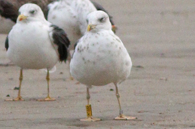 29 September 2023, Kleine Mantelmeeuw (H166E), Westkapelle