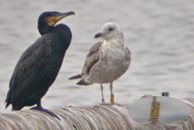 21 July 2007, Kleine Mantelmeeuw, H45A_Zandgat Beilen_bewerkt-1