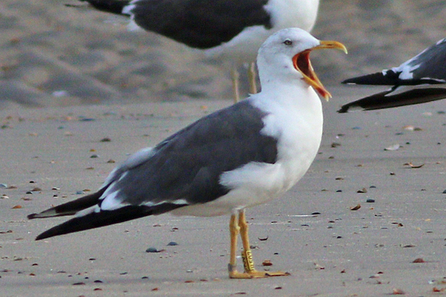 26 September 2023, Kleine Mantelmeeuw (H507), Westkapelle-zeedijk
