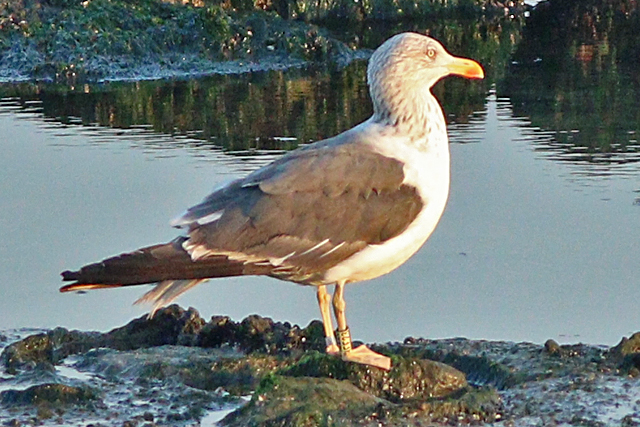 19 September 2024, Kleine Mantelmeeuw, (HEE23)_Westkapelle - Zeedijk