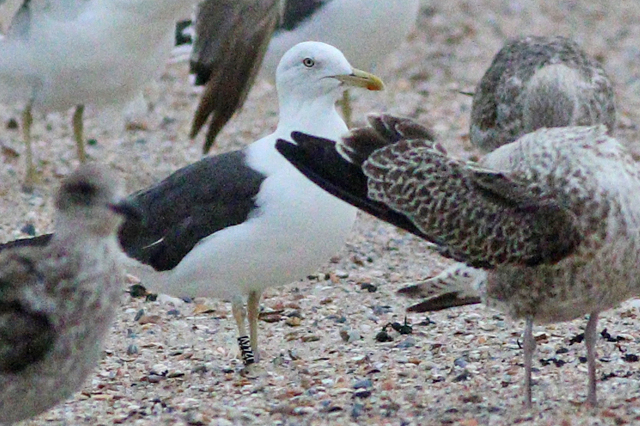29 September 2023, Kleine Mantelmeeuw (J244V), Westkapelle
