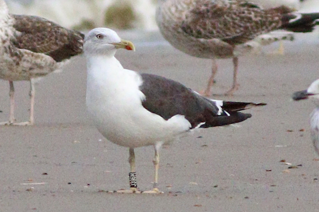 29 September 2023, Kleine Mantelmeeuw (J396M), Westkapelle