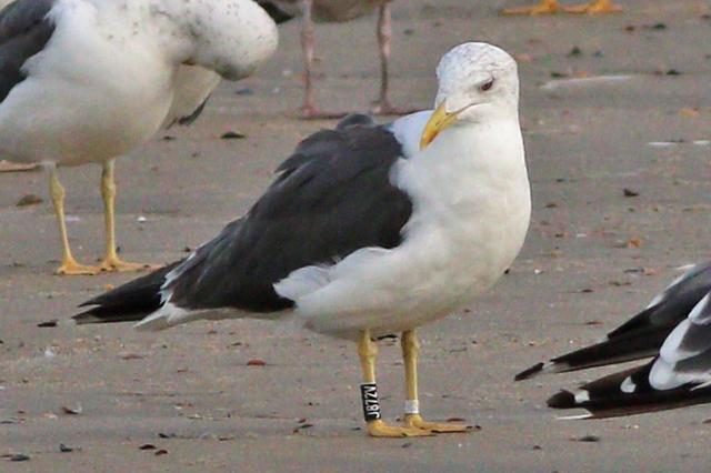 26 September 2023, Kleine Mantelmeeuw (J872V), Westkapelle-zeedijk
