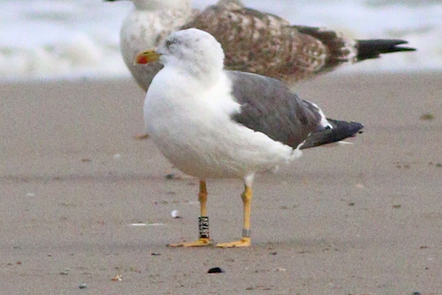 29 September 2023, Kleine Mantelmeeuw (J873V), Westkapelle