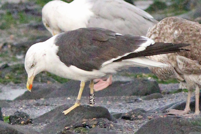 2 October 2023, Kleine Mantelmeeuw (JA31J), Westkapelle