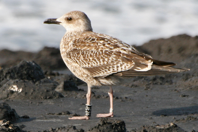 27 October 2006, Kleine Mantelmeeuw, JE26_Westkapelle