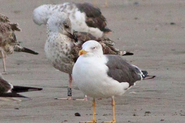 29 September 2023, Kleine Mantelmeeuw (JH03M), Westkapelle