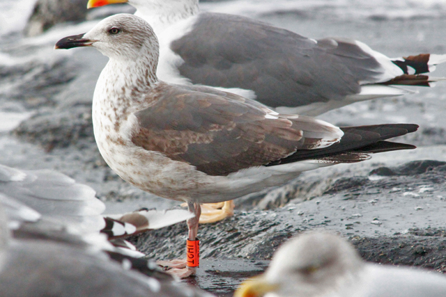28 October 2010, Kleine Mantelmeeuw, JH2T_Westkapelle