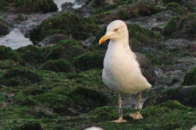 26 September 2023, Kleine Mantelmeeuw (JL901), Westkapelle-zeedijk