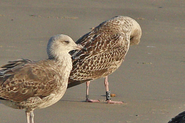 19 September 2024, Kleine Mantelmeeuw, (JP07X)_Westkapelle - Zeedijk