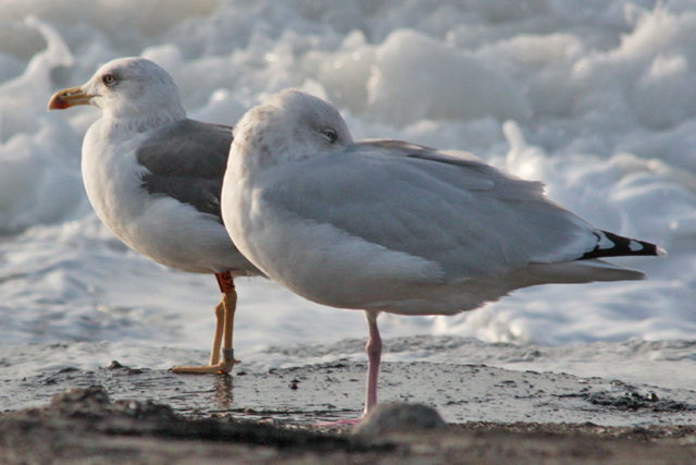 28 October 2010, Kleine Mantelmeeuw, K6_Westkapelle