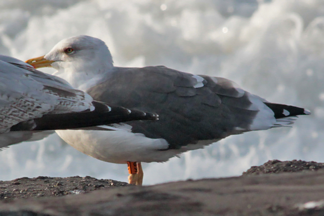 28 October 2010, Kleine Mantelmeeuw, K6_Westkapelle_2