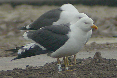 25 June 2006, Kleine Mantelmeeuw, N372_TT-Assen