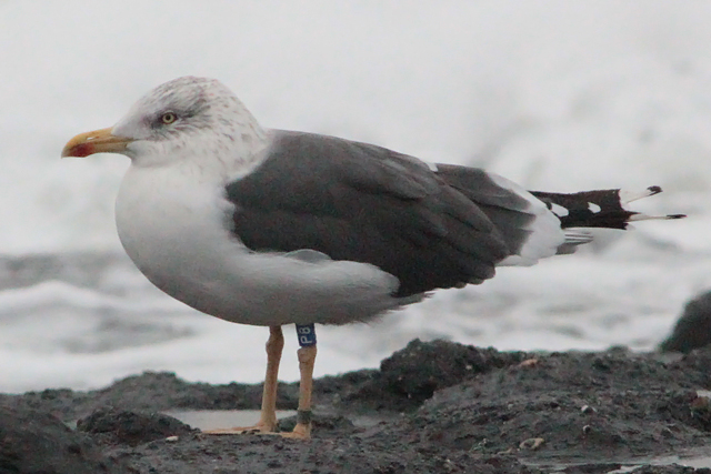 27 October 2010, Kleine Mantelmeeuw, P8_Westkapelle