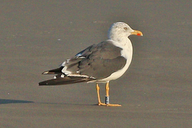 19 September 2024, Kleine Mantelmeeuw, (RRAH)_Westkapelle - Zeedijk