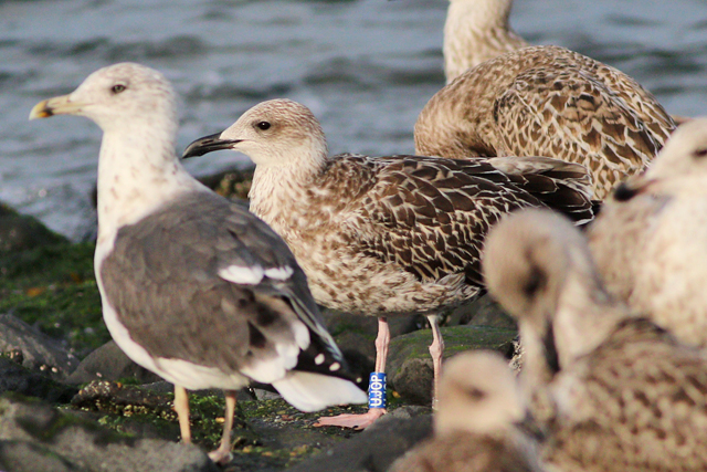 26 September 2023, Kleine Mantelmeeuw (U.JOP), Westkapelle-zeedijk