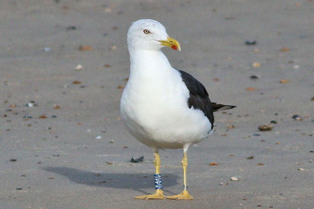 26 September 2023, Kleine Mantelmeeuw (V.2J7), Westkapelle-zeedijk