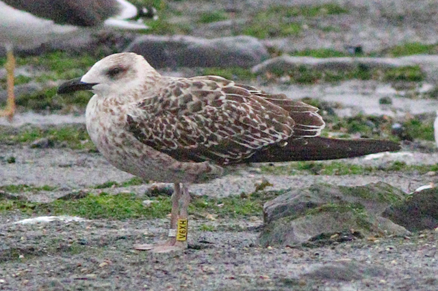 29 September 2023, Kleine Mantelmeeuw (V6XH), Westkapelle