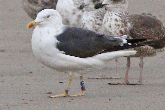 29 September 2023, Kleine Mantelmeeuw (V8K6), Westkapelle