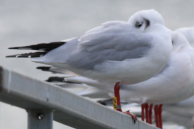 30 September 2018, Kokmeeuw (2PJP), Lauwersoog haven