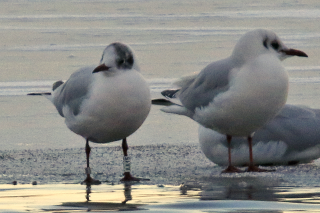 26 February 2018, Kokmeeuw (AA15), Hoornse Meer-Gasthuiskade