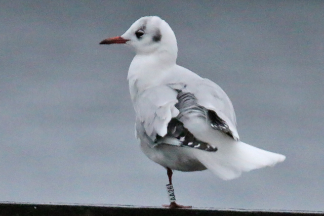 23 December 2018, Kokmeeuw (AA26), Hoornse Meer