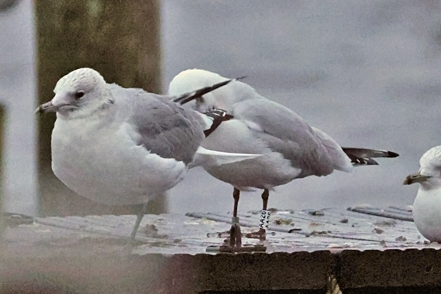 15 December 2024, Kokmeeuw, AA26_Hoornse Meer_02