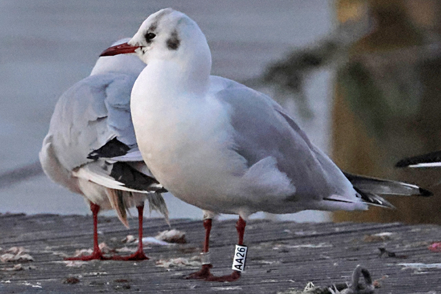 31 January 2025, Kokmeeuw, AA26_Hoornse Meer