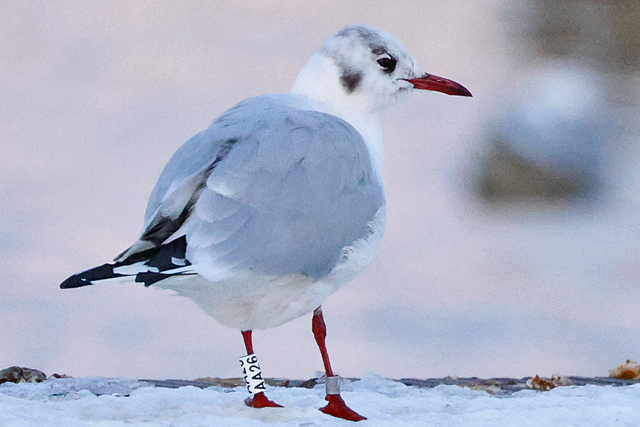 16 February 2025, Kokmeeuw AA26, Hoornse Meer