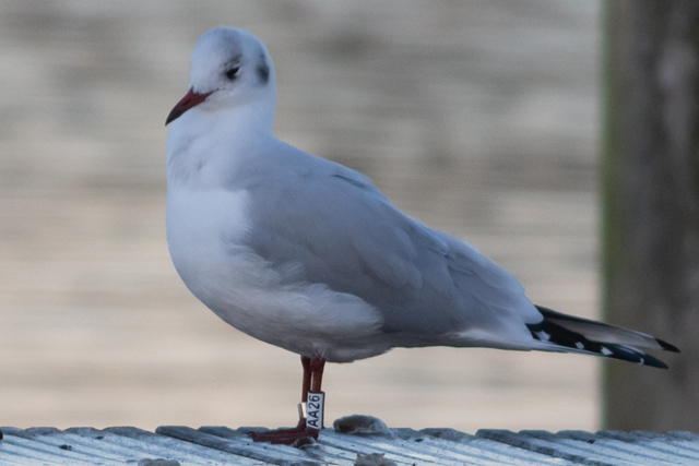 21 November 2025, Kokmeeuw, AA26_Kaap Hoorn